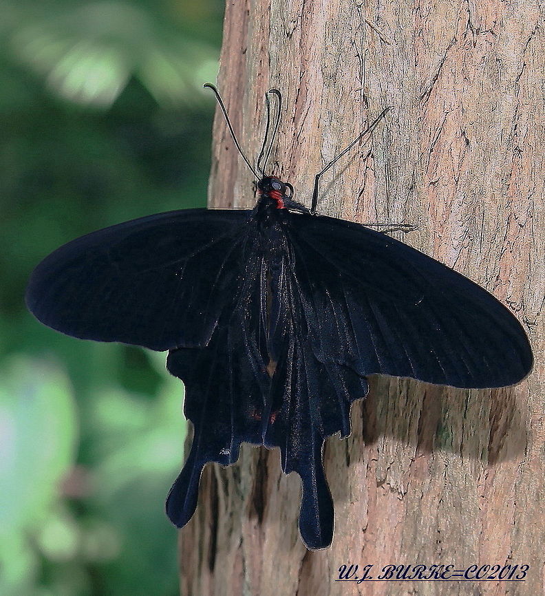 Black Swallow-Tail On Tree Black Swallow-Tail Sitting On Tree.  Proper I.D. Coming Soon.<br />
 Pachliopta kotzebuea,Pink Rose