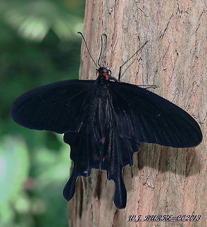 Black Swallow-Tail On Tree Black Swallow-Tail Sitting On Tree.  Proper I.D. Coming Soon.
 Pachliopta kotzebuea,Pink Rose