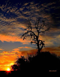 LAST_SUNSET This Is The Remains Of A Florida Live Oak Tree. It Had Been Hit By Lightening Several Months Earlier.  Within A Short Time After I Took This Shot, High Winds Began To Knock Off What Was Left Of It's Branches. Currently There Is Nothing Left But A Single Center Piece Below The Fork.  This is One Of My Favorite Photos. 
 Oak Tree,Quercus virginiana,Southern live oak,Sunset