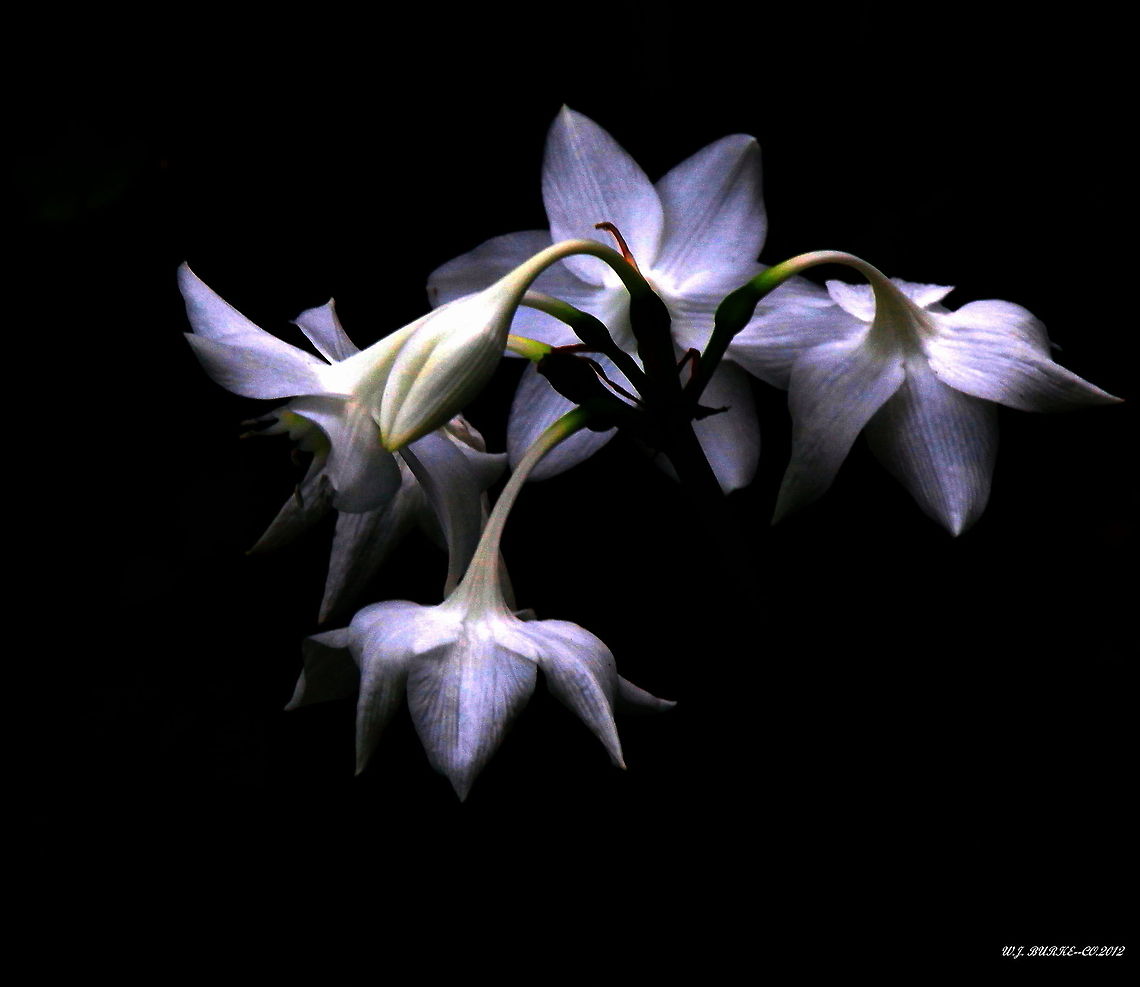 Lily's In Moonlight Under Moonlight These White Lily's take on an almost blueish lavender look.  This Is Absolutely One Of My Favorite Photos And I Hope To Try Some Other Flowers Under A Bright Full Moon.  Amaryllidaceae