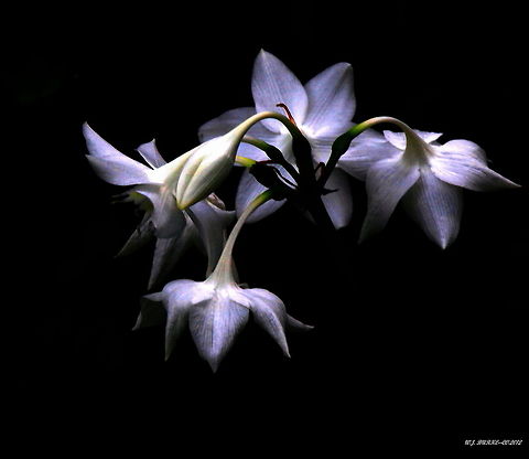 Lily's In Moonlight Under Moonlight These White Lily's take on an almost blueish lavender look.  This Is Absolutely One Of My Favorite Photos And I Hope To Try Some Other Flowers Under A Bright Full Moon.  Amaryllidaceae