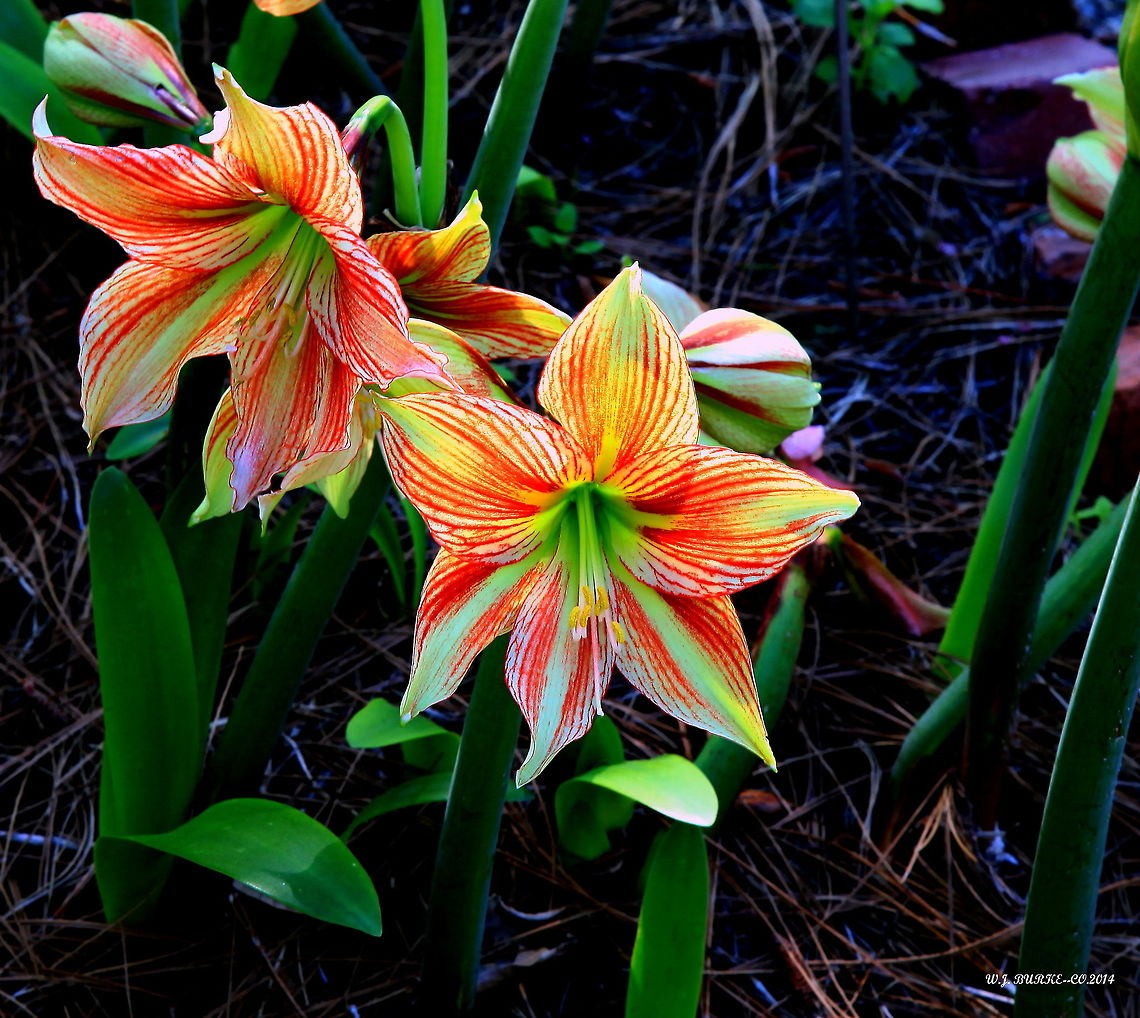 red striped lily likely a garden hybrid