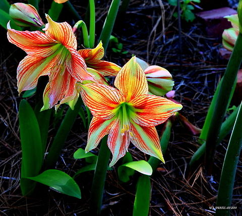 red striped lily likely a garden hybrid