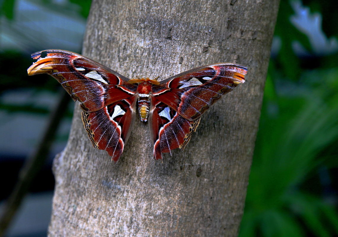 Atlas_Moth_(Saturniidae)  Atlas Moth,Attacus atlas