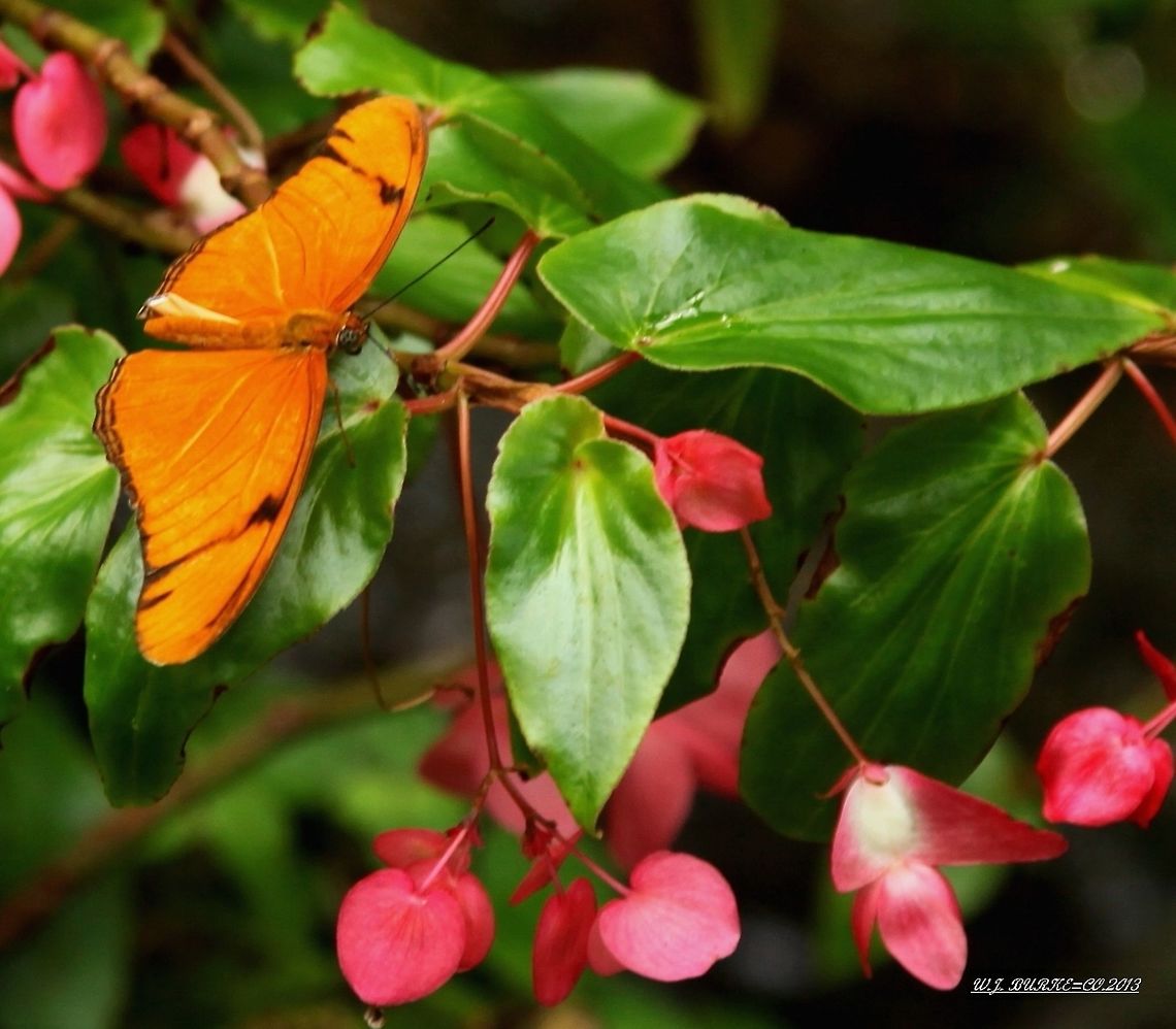 Julia Heliconian Butterfly - side view  Dryas iulia,Julia Heliconian Butterfly