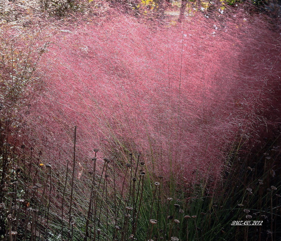 Pink Cloud Pink Cloud Proper Species name is Muhlenbergia, under Grasses.  Wikipedia disagrees, but I believe this correct.  Photo was shot along an unnamed southern North Carolina back road.   Muhlenbergia capillaris