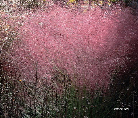 Pink Cloud Pink Cloud Proper Species name is Muhlenbergia, under Grasses.  Wikipedia disagrees, but I believe this correct.  Photo was shot along an unnamed southern North Carolina back road.   Muhlenbergia capillaris