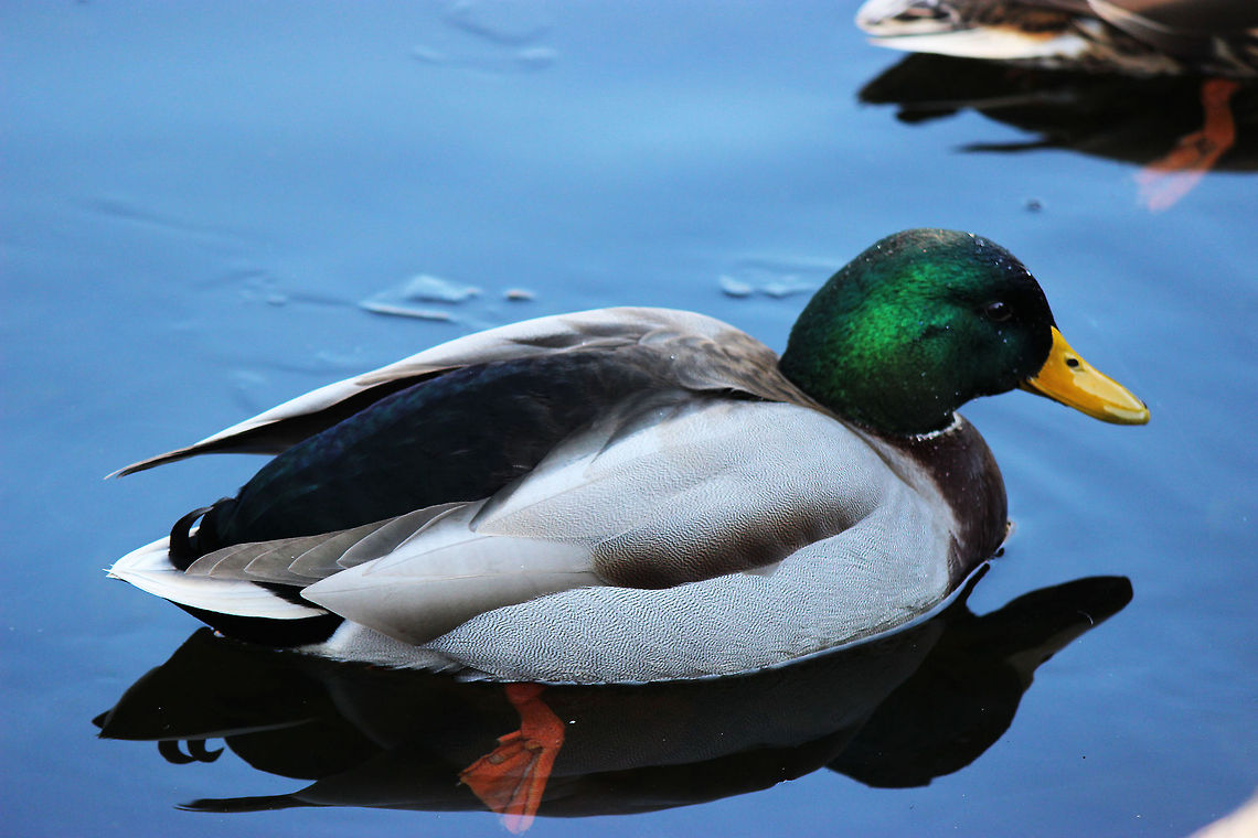 American Mallard These ducks can often be found in a set of Coy ponds running through this Baltimore city neighborhood. They are wary of the local dogs but come to the edge of the ponds when humans walk by in hopes of some food. They mostly live off the plants and algae growing in the ponds. Anas platyrhynchos,Geotagged,Mallard,United States