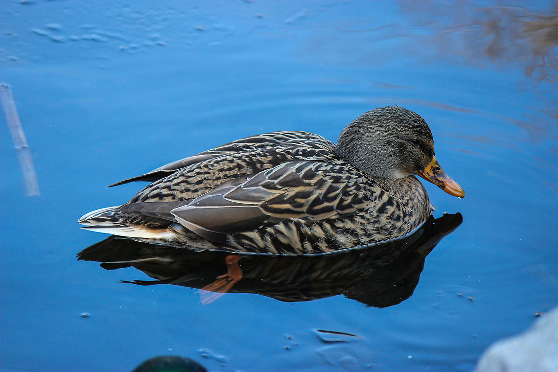 Female Mallard These female ducks can be found in large groups with about three male ducks around ponds in a Baltimore neighborhood. They are often found nesting in the reeds and are generally more hesitant about humans than the male ducks. This duck was pretty friendly though. Anas platyrhynchos,Geotagged,Mallard,United States