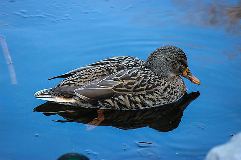 Female Mallard These female ducks can be found in large groups with about three male ducks around ponds in a Baltimore neighborhood. They are often found nesting in the reeds and are generally more hesitant about humans than the male ducks. This duck was pretty friendly though. Anas platyrhynchos,Geotagged,Mallard,United States
