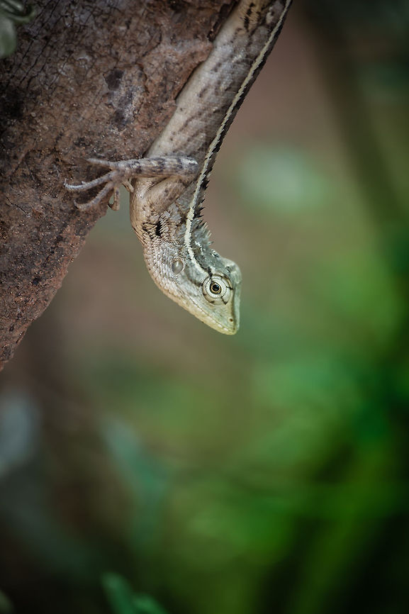 Oriental Garden Lizard This photo was taken from my garden.This is a female lizard.The males of this species can be identified by bright red throat. Calotes versicolor,Oriental Garden Lizard or Changeable Lizard,female,lizard