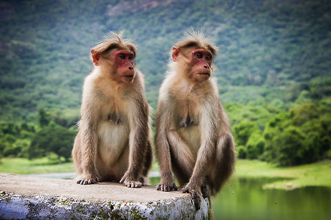 monkeys Clicked on my way to Valparai,India. Bonnet macaque,India,Macaca radiata