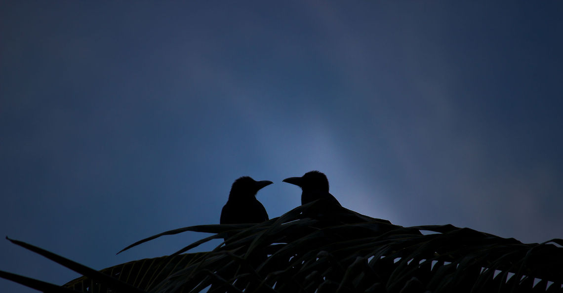 2_crows