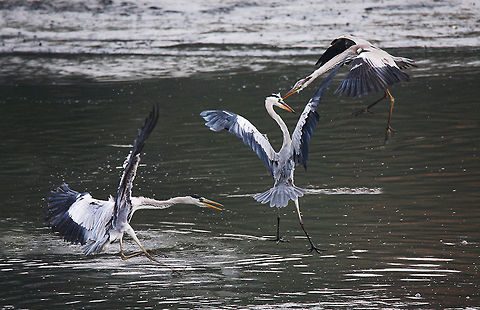 Three_birds Fighting  Ardea herodias,Birds,Great Blue Heron