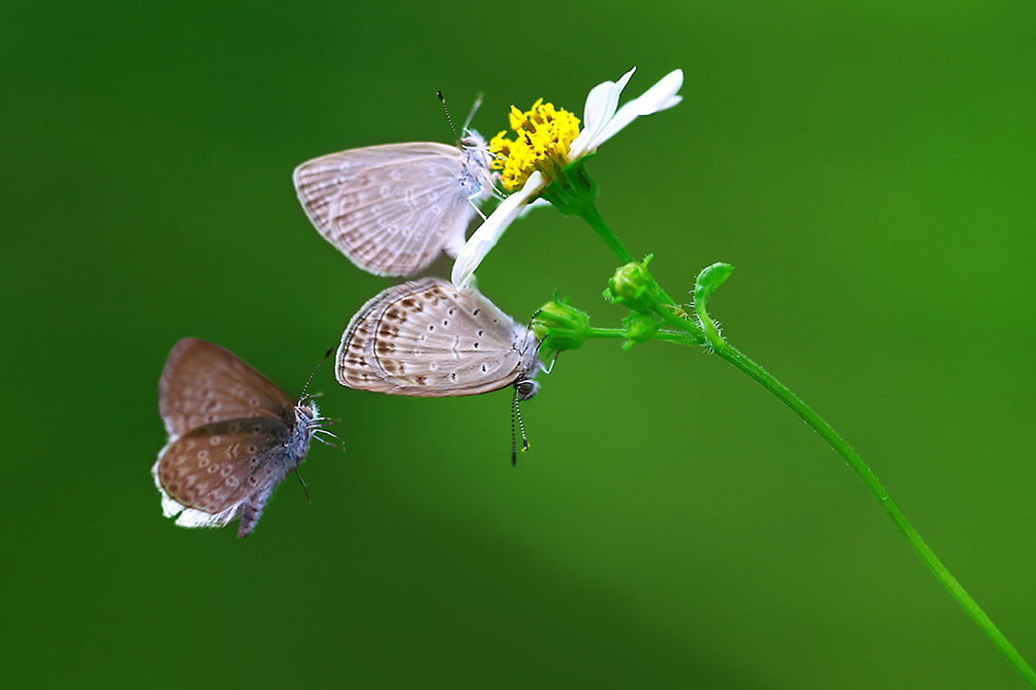 Love_with_love Butterfly love  Celastrina ladon,Pale grass blue,Pseudozizeeria maha,Spring Azure