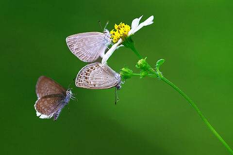 Love_with_love Butterfly love  Celastrina ladon,Pale grass blue,Pseudozizeeria maha,Spring Azure
