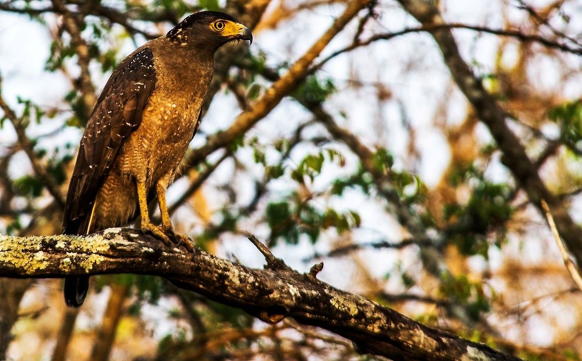 Spotted_Eagle Indian Spotted Eagle  a large South Asian bird of prey. Like all typical eagles, it belongs to the family Accipitrida. The Indian spotted eagle is about 60 cm in length and has a wingspan of 150 cm. They are mostly identified by dark iris and spots on their body. This particular image has been taken in Bandipur Reserve Forest Aquila hastata,Indian Spotted Eagle