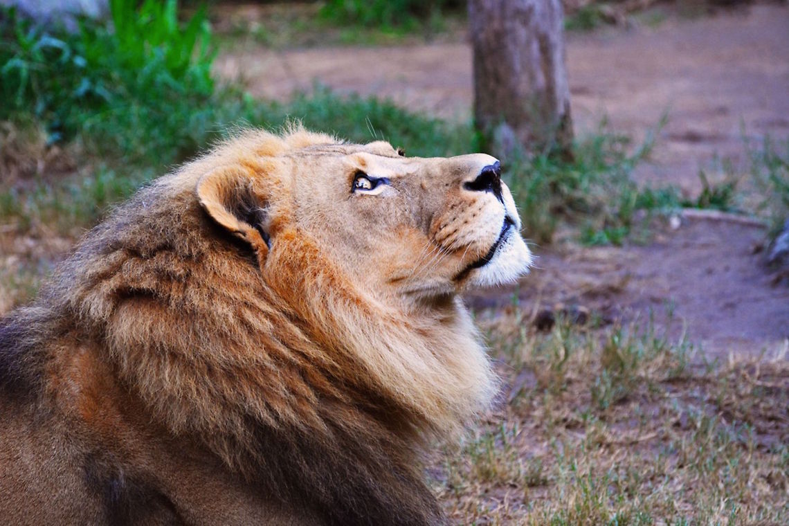 Staring Into Space  Lion,Panthera leo