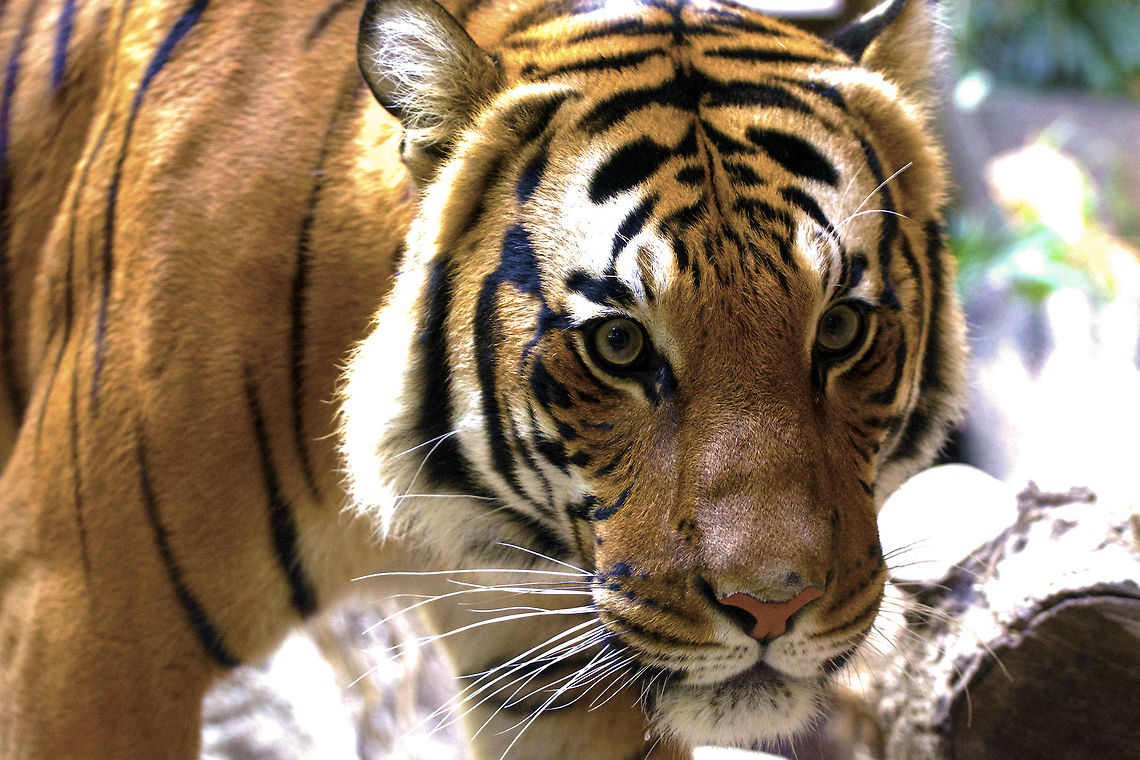 Piercing Look I took this photo at the San Diego Zoo with my Nikon D5200, it took a lot of patience  because he wouldn&#039;t stop pacing back and forth because there were so many people and children watching :) Panthera tigris,Tiger