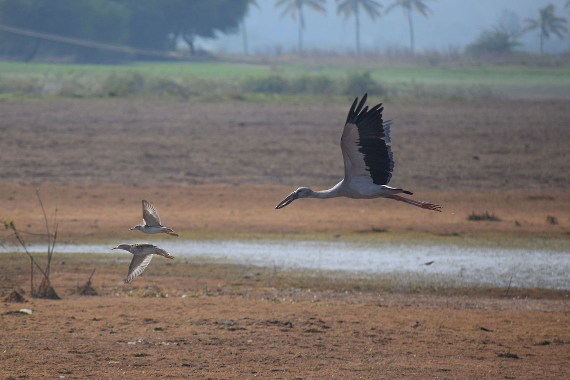 Pilot-for-the-President This photorgaph was taken in Boodihala, Alamatti backwaters, Bagalkot. the Birds in the photo are two SANDPIPERS and one OPEN BILLED STORK. The two sandpipers appear as the pilot guards for the open billed stork which is the president. The submerged parts of Bagalkot due to the Alamatti dam backwaters has created a natural sanctuary for all kinds of water birds. Anastomus oscitans,Asian Openbill,Geotagged,India,karnataka