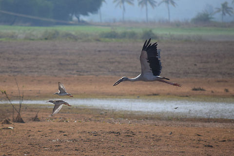 Pilot-for-the-President This photorgaph was taken in Boodihala, Alamatti backwaters, Bagalkot. the Birds in the photo are two SANDPIPERS and one OPEN BILLED STORK. The two sandpipers appear as the pilot guards for the open billed stork which is the president. The submerged parts of Bagalkot due to the Alamatti dam backwaters has created a natural sanctuary for all kinds of water birds. Anastomus oscitans,Asian Openbill,Geotagged,India,karnataka