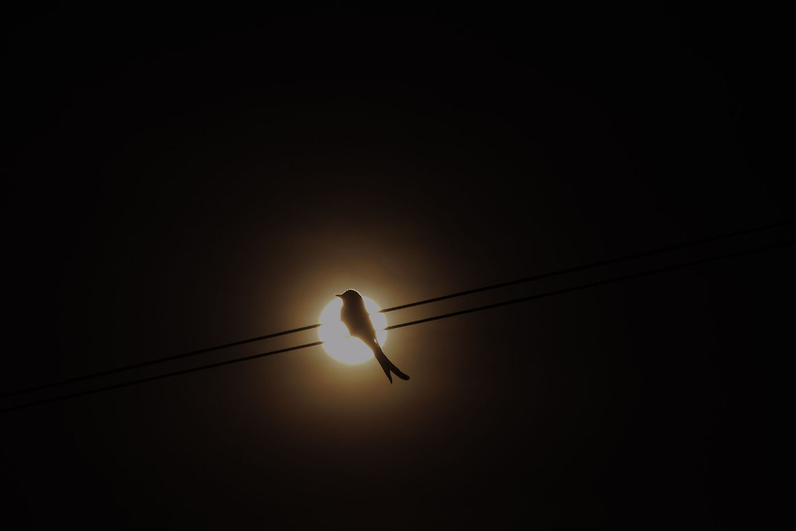 Drongo-Solaris  I always had the Idea of photographing a Bird framed right in front of the sun. This dream of mine was fulfilled on my trip to bagalkot with my family. The Bird I captured is a black drongo Black Drongo,Dicrurus adsimilis,Dicrurus macrocercus,Fork-tailed Drongo,Geotagged,India
