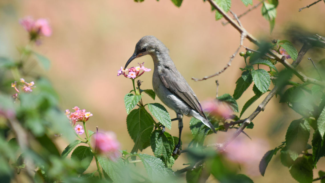 Sun bird it is, but exact sub-species unknown.. Usually on Sundays I head to the outskirts of Bangalore for Photography and one fine Sunday I found this sun bird drinking nectar off the flowers just beside the Jigani-Harohalli, Ragihalli Highway and I was lucky to photograph it. Bannerghatta,Cinnyris asiaticus,Geotagged,India,Purple sunbird,karnataka