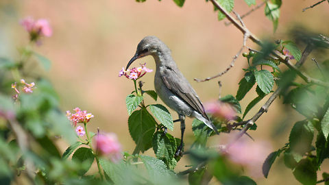 Sun bird it is, but exact sub-species unknown.. Usually on Sundays I head to the outskirts of Bangalore for Photography and one fine Sunday I found this sun bird drinking nectar off the flowers just beside the Jigani-Harohalli, Ragihalli Highway and I was lucky to photograph it. Bannerghatta,Cinnyris asiaticus,Geotagged,India,Purple sunbird,karnataka