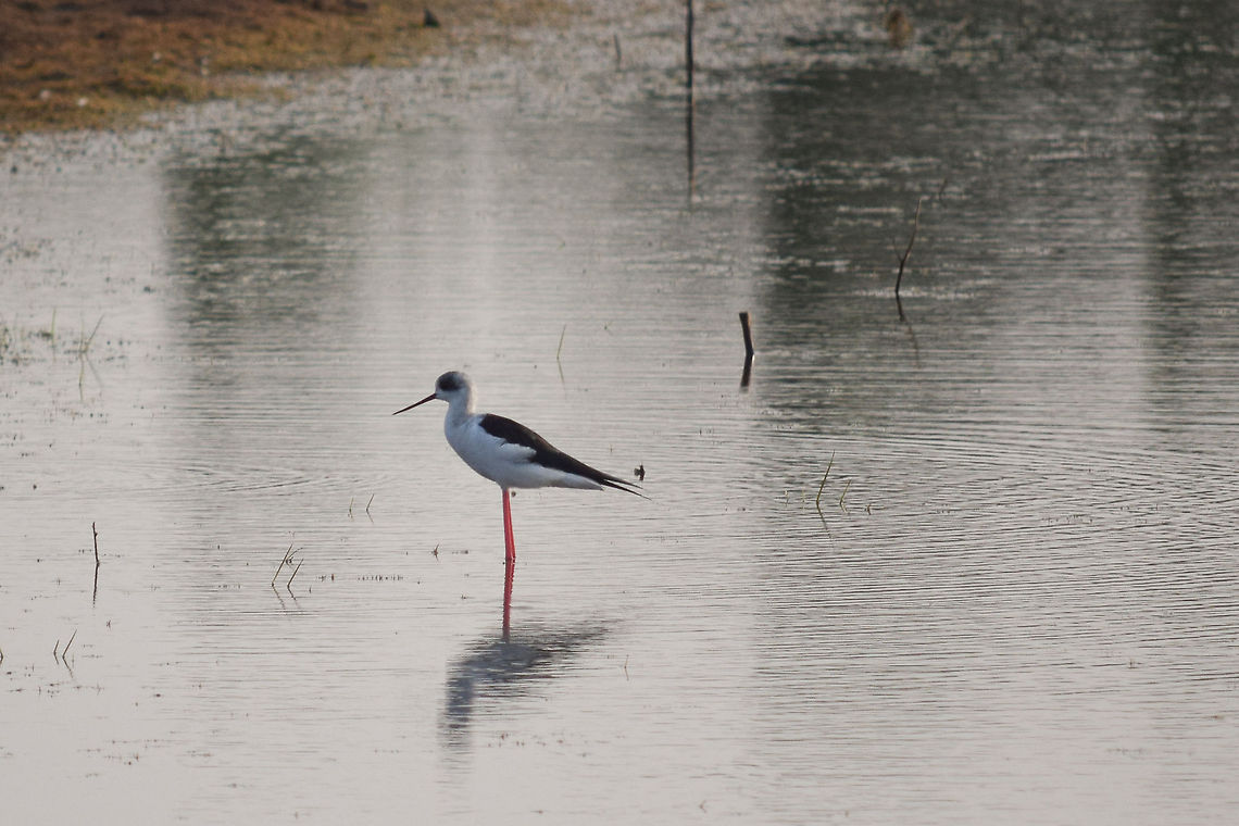 The Red legged Beauty (Black winged stilt)  Black-winged Stilt,Geotagged,Himantopus himantopus,India,karnataka