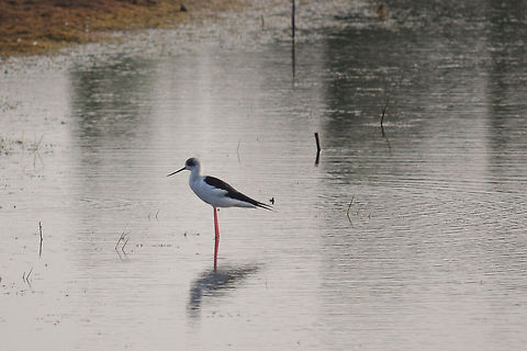 The Red legged Beauty (Black winged stilt)  Black-winged Stilt,Geotagged,Himantopus himantopus,India,karnataka