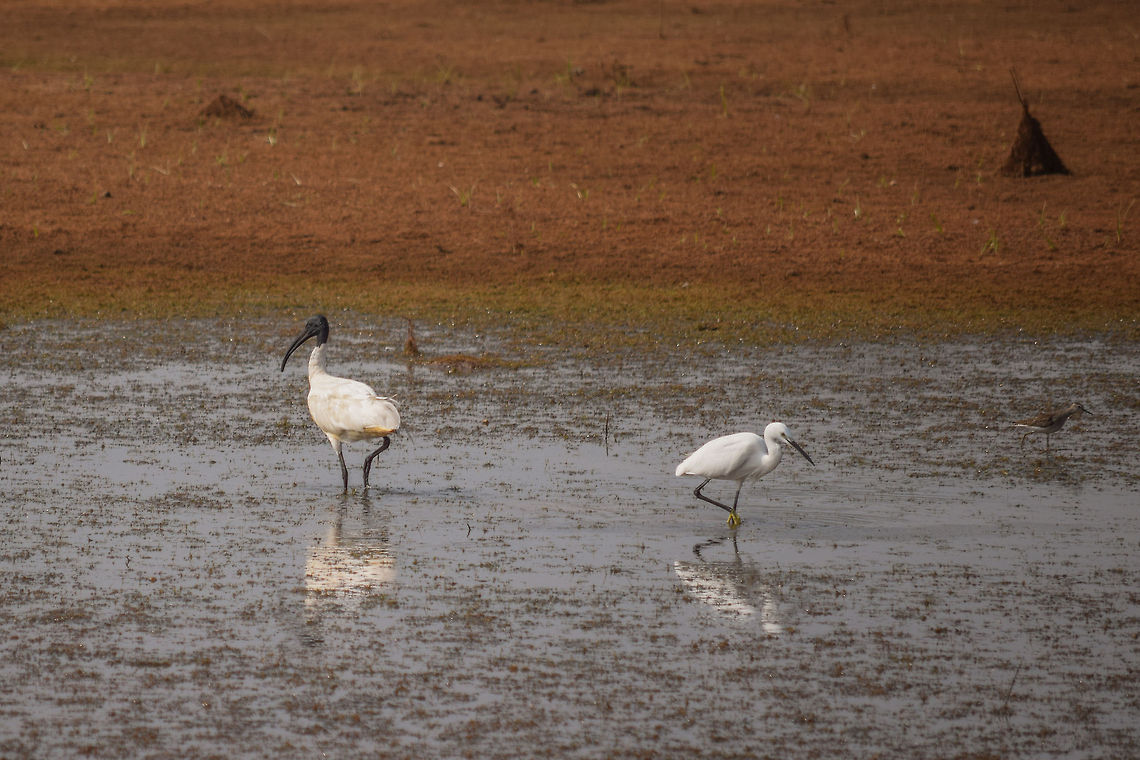 You Fish your way and I will in Mine Black Headed IBIS to Great White EGRET: We are Here For &quot;Sustenance&quot;, Lets do it together. You have your opportunities and I have mine, Lets not fight like these MAD MEN. Black-headed Ibis,Geotagged,Great white egret,India,Karnataka,Threskiornis melanocephalus