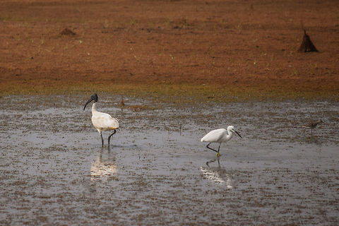 You Fish your way and I will in Mine Black Headed IBIS to Great White EGRET: We are Here For "Sustenance", Lets do it together. You have your opportunities and I have mine, Lets not fight like these MAD MEN. Black-headed Ibis,Geotagged,Great white egret,India,Karnataka,Threskiornis melanocephalus