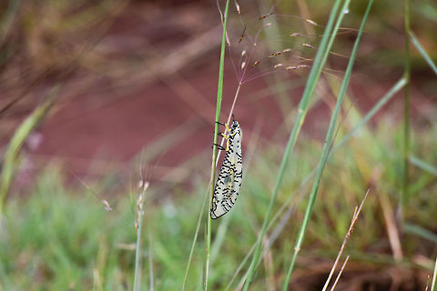 Dragonfly looks, Butterfly flight. My Guess is its a damsel fly please help me identify it,
Photographed in the last patch of true grasslands closest to Bangalore i.e. HESARAGHATTA. Bangalore,Cethosia cyane,Geotagged,Hesaraghatta,India,Leopard Lacewing,insecta,karnataka,neuroptera