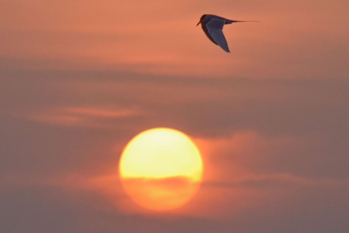 FlyBackHome-Tern The most Blessed day of my life, Boodihala, Bagalkot is a magnet for Photographers, but they just don&#039;t know it yet. Geotagged,India,Karnataka,River Tern,Sterna aurantia