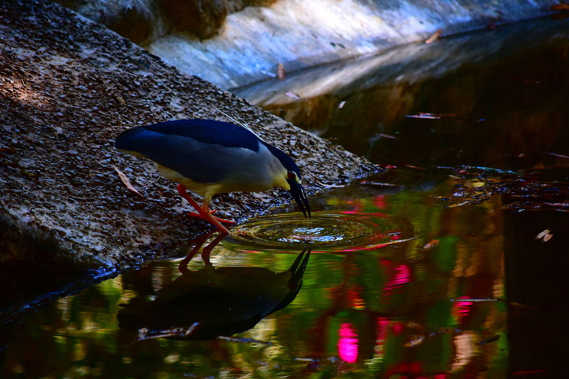 "Timing matters, else food scatters" a Black crowned night heron missed its timing and lost a fish from its grip, The ripple created is due to this very reason. Shot in the Crocodile Enclosure of Bannerughatta Biological Park, Bangalore. Bangalore,Bannerghatta,Black-crowned Night-Heron,Geotagged,India,Nycticorax nycticorax,karnataka