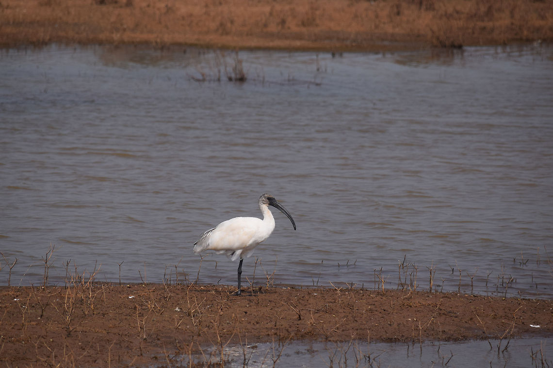 The One Legged Penance  Black-headed Ibis,Fall,Geotagged,India,Threskiornis melanocephalus