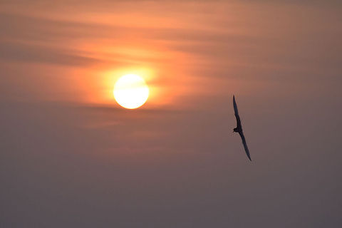 The_manoeuvre The River terns do have a very wide wing span which is beautifully showcased in this Picture,  Fall,Geotagged,India,River Tern,Sterna aurantia