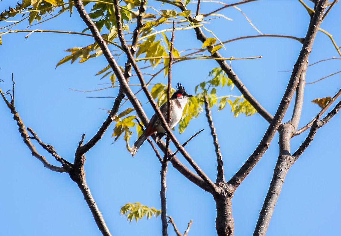 red-cheeked-bulbul  Bangalore,Geotagged,India,Pycnonotus jocosus,Red-whiskered bulbul,Winter