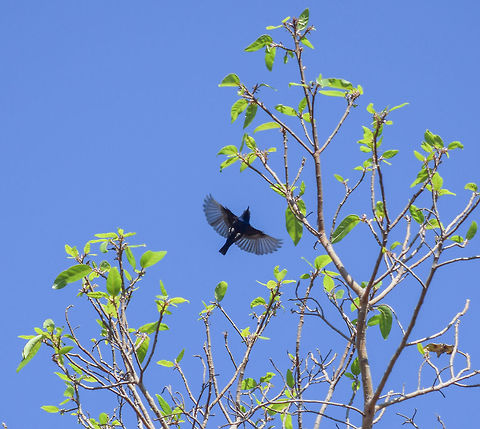 Purple Wings gullahatti kaval, Backdoor entry to the bannerghatta forest, here I found highly populated sunbirds, especially purple sunbird. purple sunbirds do try to hover like humming birds for a short period of time. Bangalore,Bannerghatta,Cinnyris asiaticus,Geotagged,India,Purple sunbird,Winter