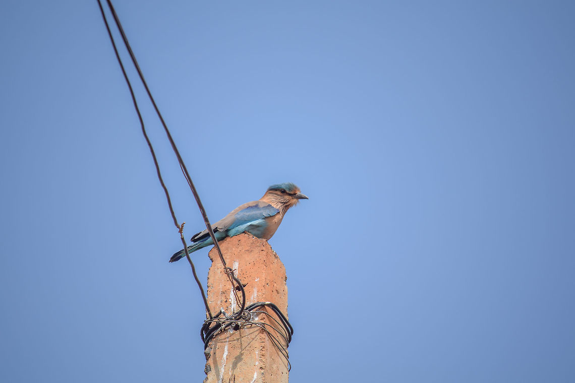 Neelkanth or the Indian Roller Bird I dint even know which bird it was, until today. shot in bagalkot. Coracias benghalensis,Fall,Geotagged,India,Indian Roller