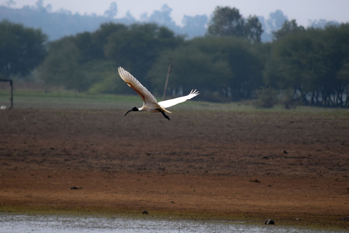 Black Headed Ibis caught in flight even though Egrets, Grey/Blue Herons, Night Herons etc are found in great numbers in the marshes of alamatti backwaters, The Black Headed Ibis are found rarely, Their Black Head and pure white body make them stand out in a crowd of egrets. Black-headed Ibis,Threskiornis melanocephalus