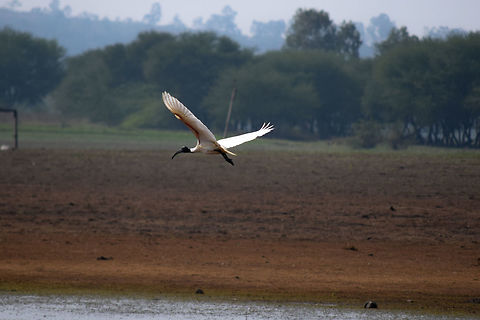 Black Headed Ibis caught in flight even though Egrets, Grey/Blue Herons, Night Herons etc are found in great numbers in the marshes of alamatti backwaters, The Black Headed Ibis are found rarely, Their Black Head and pure white body make them stand out in a crowd of egrets. Black-headed Ibis,Threskiornis melanocephalus