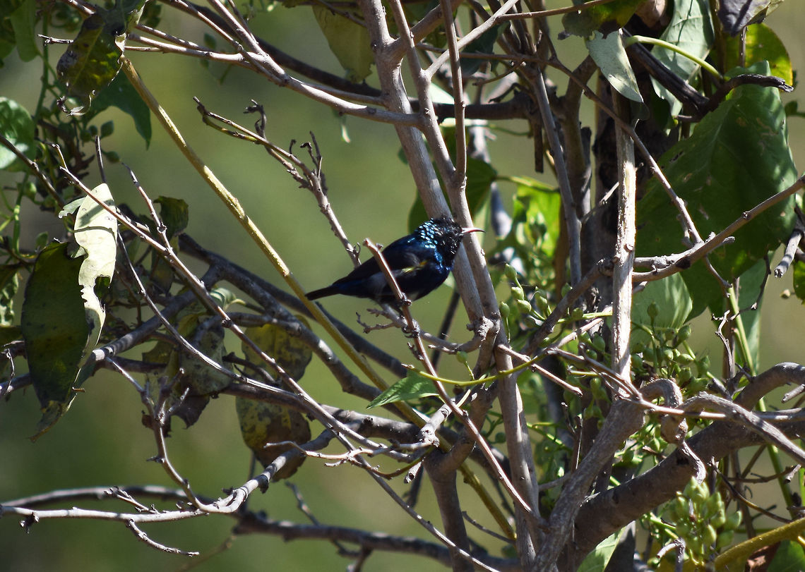 purple-sunbird-Male  Cinnyris asiaticus,Geotagged,India,Purple sunbird,Winter
