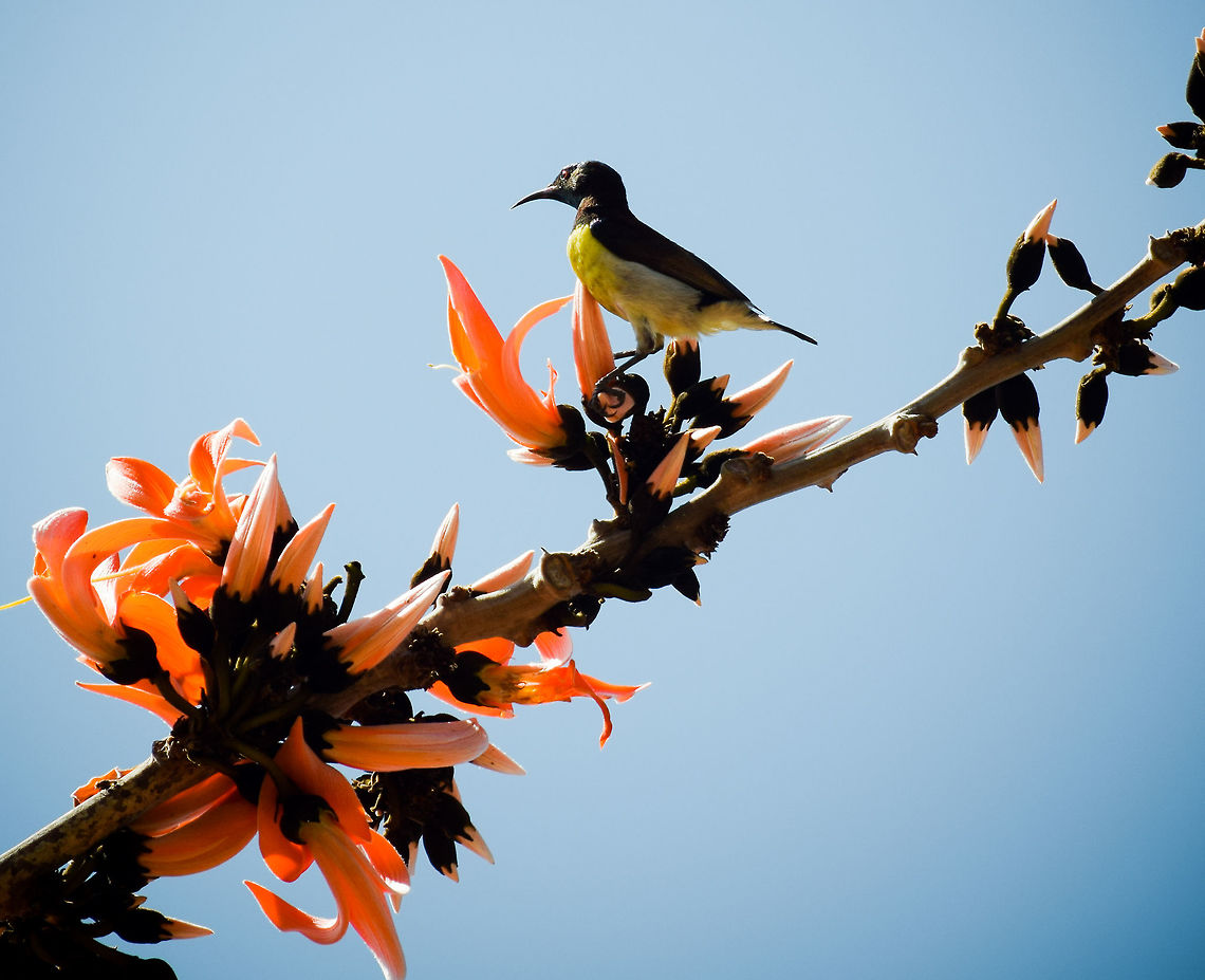 This is my turf, Get lost.  Geotagged,India,Leptocoma zeylonica,Purple-rumped sunbird,Winter