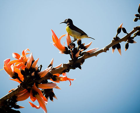 This is my turf, Get lost.  Geotagged,India,Leptocoma zeylonica,Purple-rumped sunbird,Winter
