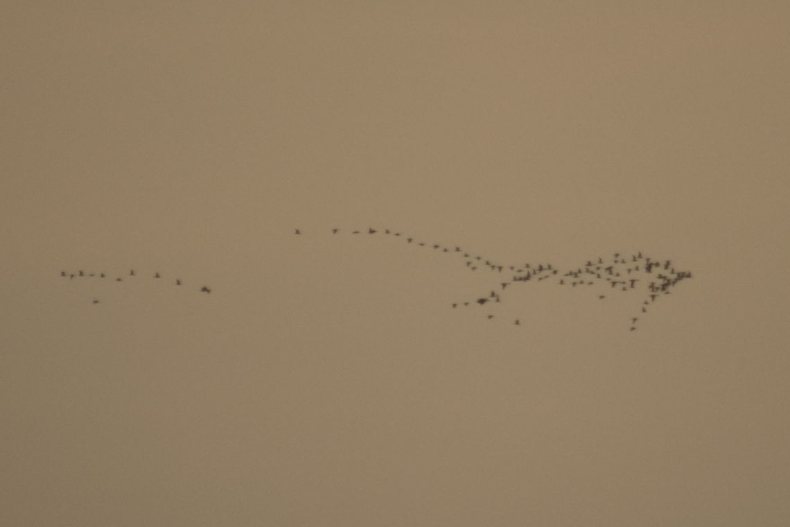 Together WE Rise Flock of birds flying back home during sunset Near Boodihala, Bagalkot Karnataka, The peculiar Fish pattern while flying caught my EYE and I took this shot. Birds,Fall,Flock,Geotagged,India
