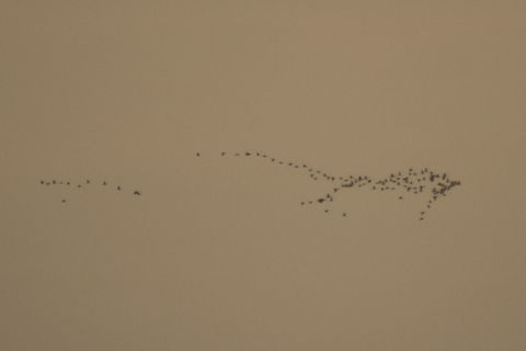 Together WE Rise Flock of birds flying back home during sunset Near Boodihala, Bagalkot Karnataka, The peculiar Fish pattern while flying caught my EYE and I took this shot. Birds,Fall,Flock,Geotagged,India