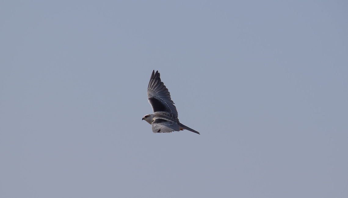 The SKY is Mine While on my Roadtrip to Dharmastala in the lap of Western ghats via charmadi ghat I was on the look out for any special birds, and this white eagle or kite or whatever caught me eye, I stopped my bike immediatley and followed it down the woods to get a good shot. Black-winged Kite,Elanus caeruleus,Geotagged,India,Winter