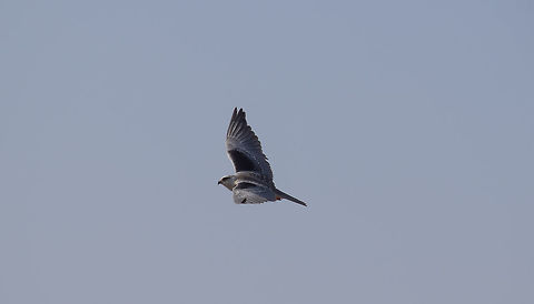 The SKY is Mine While on my Roadtrip to Dharmastala in the lap of Western ghats via charmadi ghat I was on the look out for any special birds, and this white eagle or kite or whatever caught me eye, I stopped my bike immediatley and followed it down the woods to get a good shot. Black-winged Kite,Elanus caeruleus,Geotagged,India,Winter