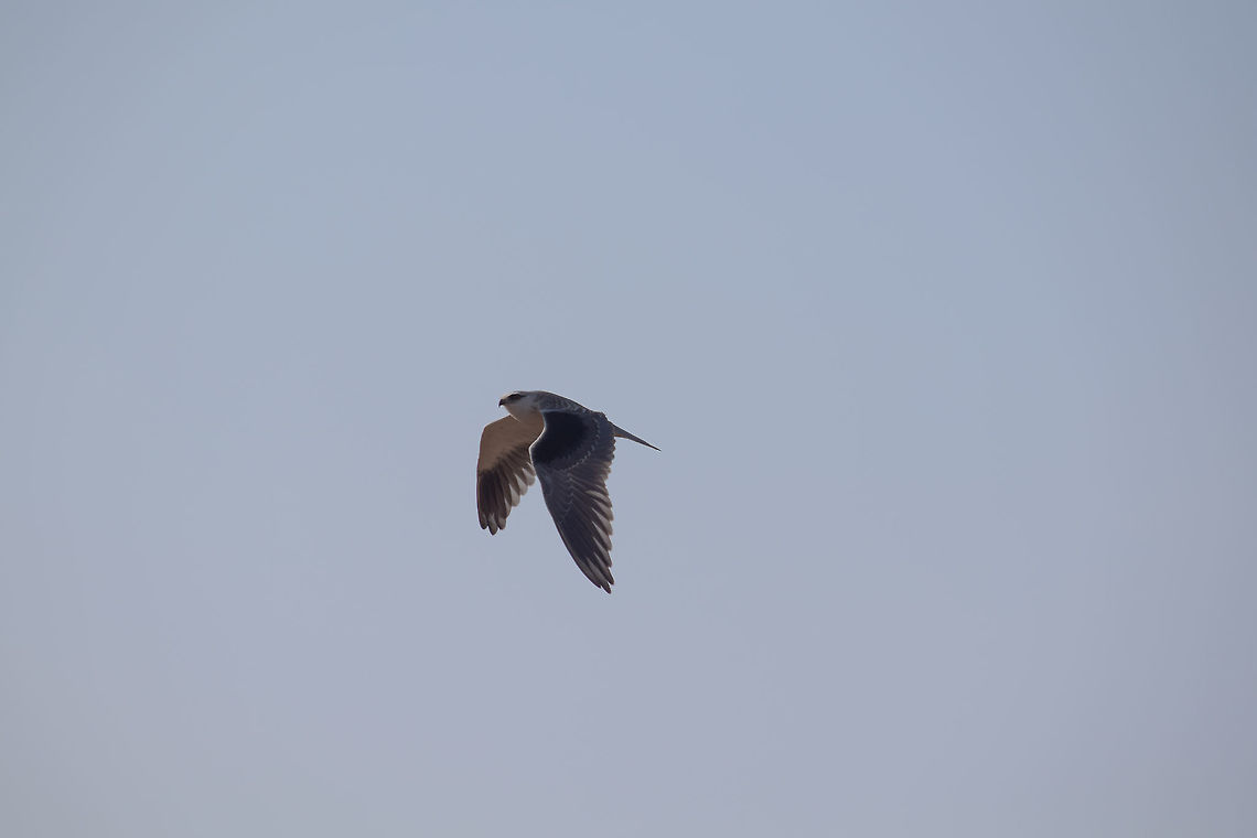 Black-Winged Kite in FLIGHT I never Knew that even kites could possibly hover at a single place until I witnessed one near western ghats by this amazing black WINGED kite  Black-winged Kite,Elanus caeruleus,Geotagged,India,Winter